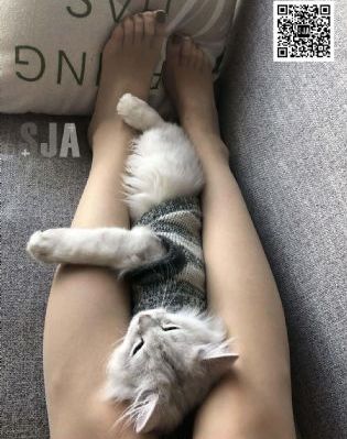 狐狸的第二季免费播放_BD英语免费在线观看